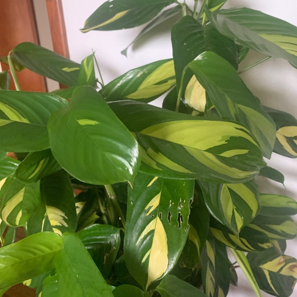 Other - Reserved Cutting peacock plant